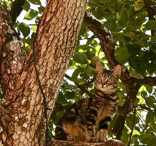 Agroturismo Agriturismo Cerrolungo *