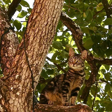 Vakantieboerderij Agriturismo Cerrolungo *